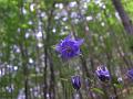 aquilegia  vulgaris